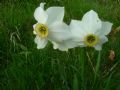 Narcissus poeticus